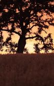 Туры в отель Bellasera Hotel & Suites Paso Robles, Tapestry by Hilton