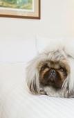 Туры в отель The Hughenden Boutique Hotel