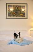 Туры в отель The Hughenden Boutique Hotel