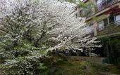 Туры в отель Nikko Hoshinoyado