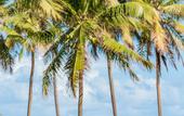 Туры в отель Sauipe Brisa Grand Premium – All Inclusive