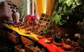 Туры в отель Tree of Life Nature Resort