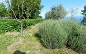 Туры в отель Fattoria Terranova
