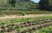Туры в отель Fattoria Terranova
