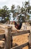 Туры в отель voco Kirkton Park Hunter Valley  by IHG