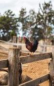 Туры в отель voco Kirkton Park Hunter Valley  by IHG
