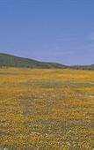 Туры в отель Bushmans Kloof Wilderness Reserve