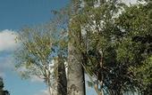 Туры в отель The Lodge At Uxmal