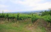 Туры в отель Agriturismo Borgo delle Vigne