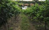 Туры в отель Agriturismo Borgo delle Vigne