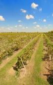 Туры в отель Best Western Premier Bryan College Station