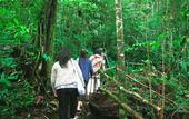 Туры в отель Taman Simalem Resort