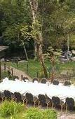 Туры в отель Taman Simalem Resort
