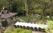 Туры в отель Taman Simalem Resort