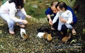 Туры в отель Taman Simalem Resort