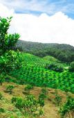 Туры в отель Taman Simalem Resort