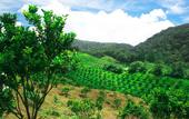 Туры в отель Taman Simalem Resort