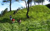 Туры в отель Taman Simalem Resort