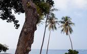 Туры в отель Alunan Resort