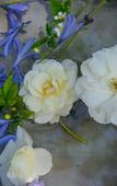 Туры в отель Summerfields Rose Retreat & Spa