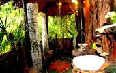 Туры в отель Khao Sok Tree House