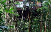 Туры в отель Khao Sok Tree House