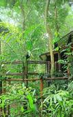 Туры в отель Khao Sok Tree House
