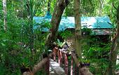 Туры в отель Khao Sok Tree House
