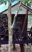 Туры в отель Khao Sok Tree House