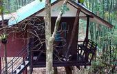 Туры в отель Khao Sok Tree House