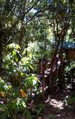 Туры в отель Khao Sok Tree House