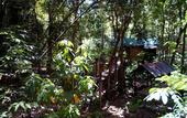 Туры в отель Khao Sok Tree House