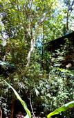 Туры в отель Khao Sok Tree House