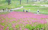 Туры в отель TOKI RESORT HAKUBA