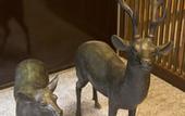 Туры в отель Tenpyo Ryokan