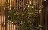 Туры в отель Tenpyo Ryokan