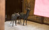 Туры в отель Tenpyo Ryokan