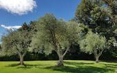Туры в отель Villa Nencini