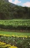Туры в отель MolenVliet Vineyards