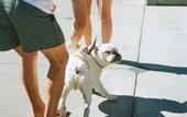 Туры в отель ARRIVE Palm Springs - Adults Only