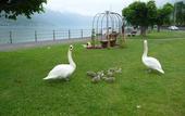 Туры в отель Seiler au Lac