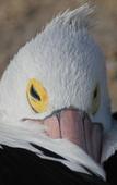 Туры в отель Pelican's Nest