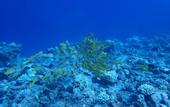 Туры в отель The Sunrise Huraa