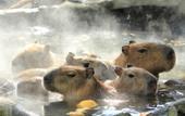 Туры в отель Laforet Ito Onsen Yunoniwa