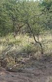 Туры в отель Bushbaby River Lodge