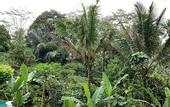 Туры в отель Song Broek Jungle Resort