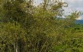 Туры в отель Our Jungle Camp - Eco Resort