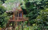 Туры в отель Our Jungle Camp - Eco Resort