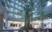 Туры в отель Yakushima Iwasaki Hotel