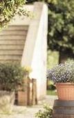 Туры в отель Agriturismo Pomonte